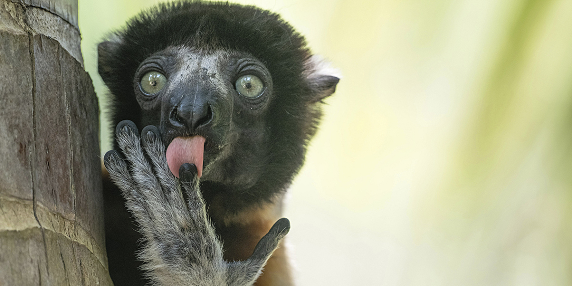 Nikon Comedy Wildlife Awards 2025 finalisti concorso fotografico