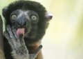 Nikon Comedy Wildlife Awards 2025 finalisti concorso fotografico