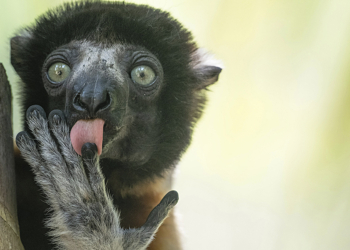 Nikon Comedy Wildlife Awards 2025 finalisti concorso fotografico
