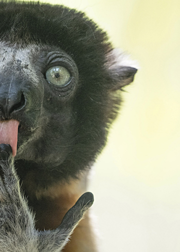 Nikon Comedy Wildlife Awards 2025 finalisti concorso fotografico