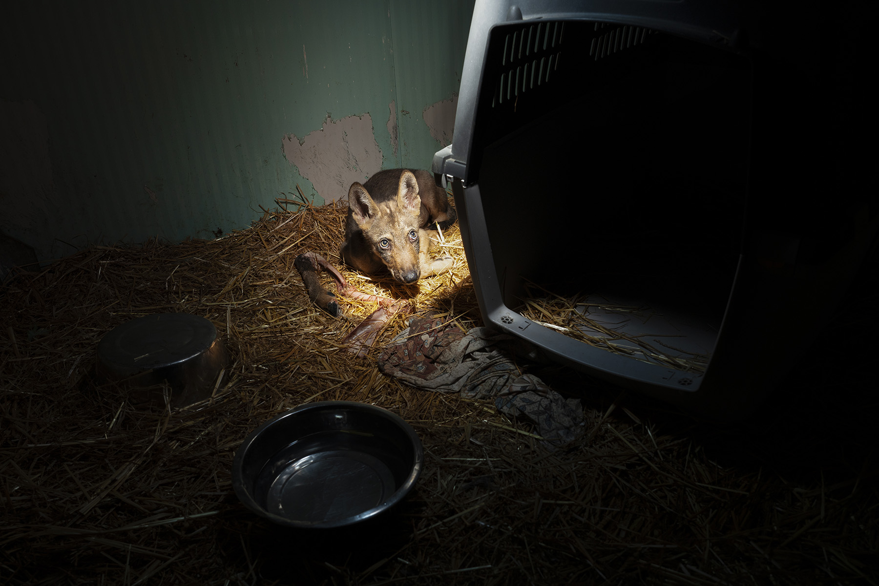 Un giovane lupo recuperato in difficoltà, durante la degenza presso il Centro Recupero Animali Selvatici WildUmbria. © Gianluca Damiani/Storie di Lupi
