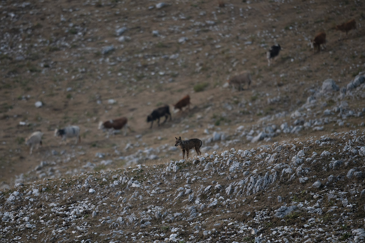 Un lupo attende il tramonto su un crinale di un altopiano appenninico. Sullo sfondo una mandria di vacche riscende a valle. © Gianluca Damiani/Storie di Lupi