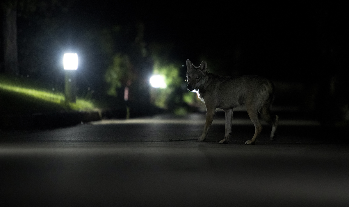 Un lupo attraversa un viale illuminato di un’abitazione. © Gianluca Damiani/Storie di Lupi