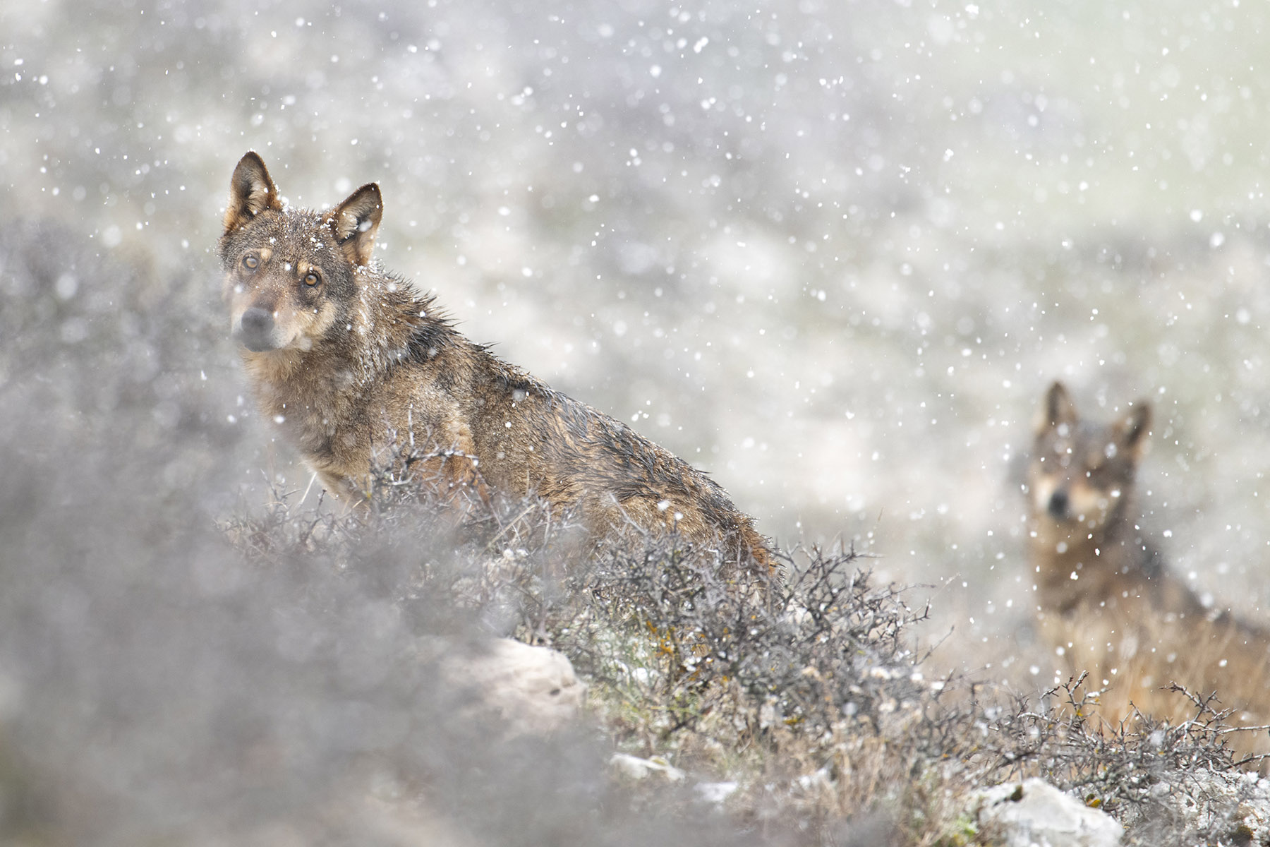 Una coppia di lupi attraversa una radura durante una nevicata. © Gianluca Damiani/Storie di Lupi