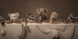 Vincitori Dog Photography Awards 2025, 1° posto categoria Open, Dog Photography Awards 2025