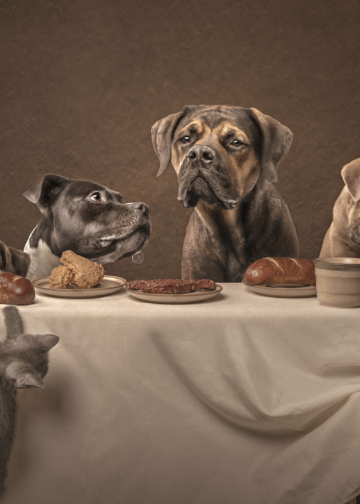 Vincitori Dog Photography Awards 2025, 1° posto categoria Open, Dog Photography Awards 2025