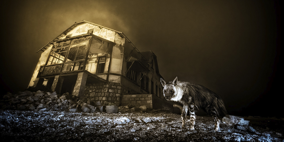 Vincitori Wildlife Photographer of the Year 2025