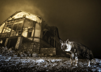 Vincitori Wildlife Photographer of the Year 2025