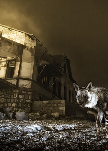 Vincitori Wildlife Photographer of the Year 2025