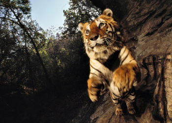 Wild Michael “Nick” Nichols