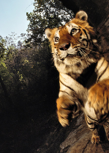 Wild Michael “Nick” Nichols