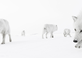 Wildlife Photographer of the Year 2025 anticipazioni