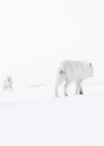 Wildlife Photographer of the Year 2025 anticipazioni