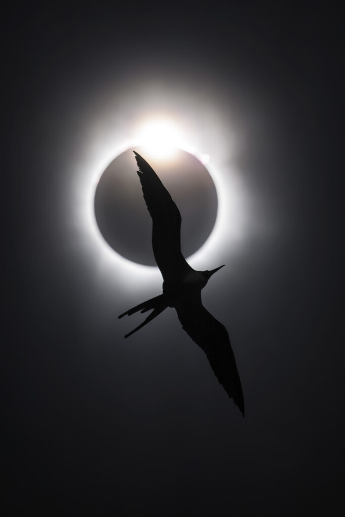 © Liron Gertsman, The Frigatebird and the Diamond Ring. Vincitore assoluto del Bird Photographer of the Year 2025