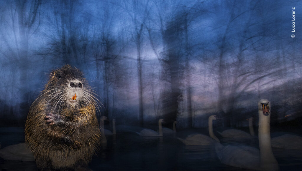 Il meglio del 61° Wildlife Photographer of the Year in mostra a Milano ...