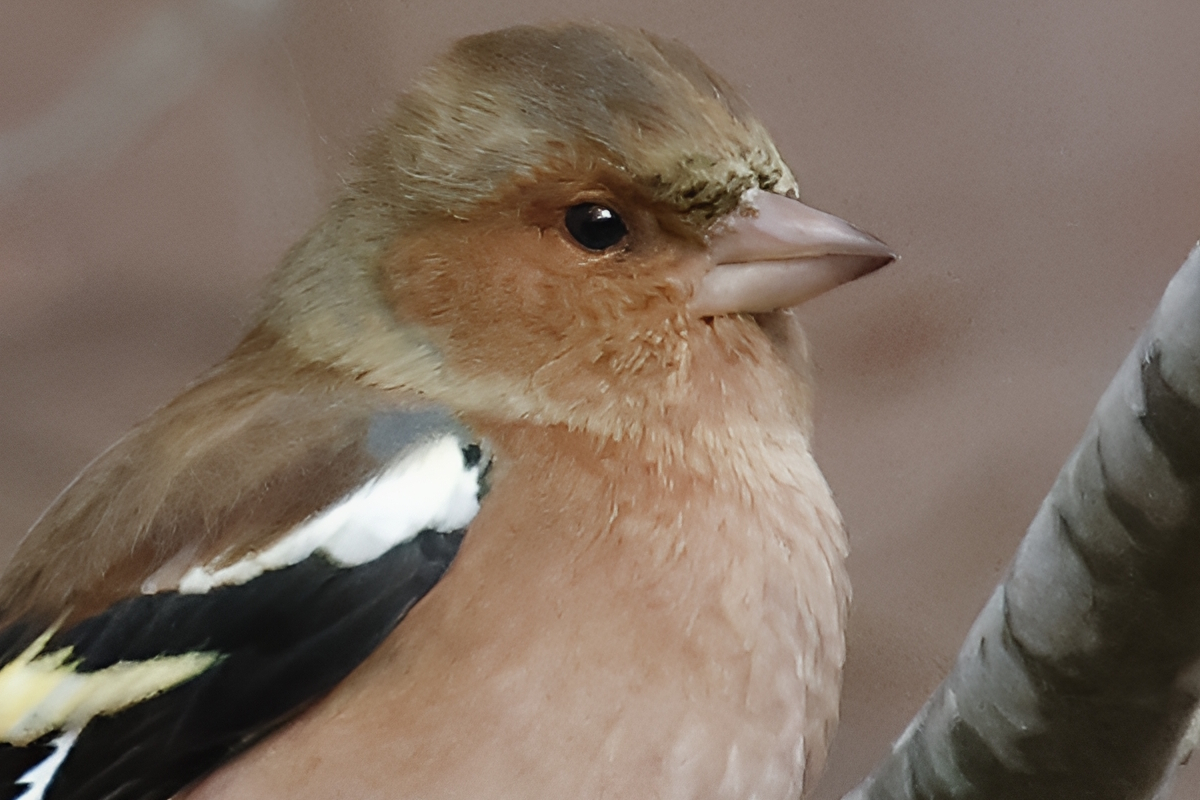 FRinguello Enhanced 2x