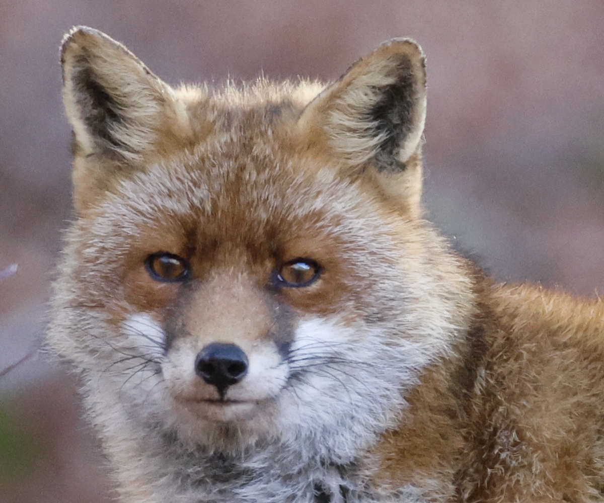 Volpe dettaglio 100%