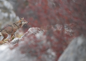 Storie di Lupi libro Gianluca Damiani