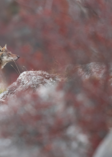 Storie di Lupi libro Gianluca Damiani