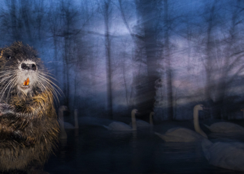 Wildlife Photographer of the Year mostra Milano