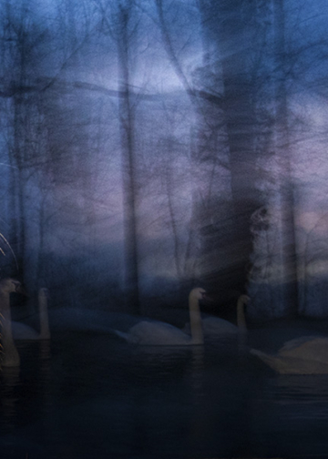 Wildlife Photographer of the Year mostra Milano