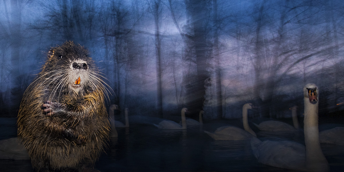 Il meglio del 61° Wildlife Photographer of the Year in mostra a Milano ...