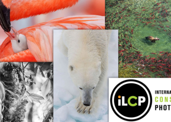 ilcp print shop open