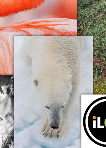 ilcp print shop open