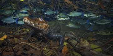 © Marcio Cabral Jacaré-coroa