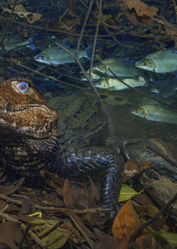 © Marcio Cabral Jacaré-coroa