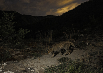 Lorenzo Shoubridge gatto selvatico