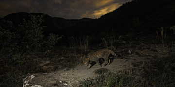 Lorenzo Shoubridge gatto selvatico