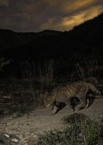 Lorenzo Shoubridge gatto selvatico