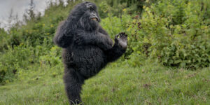 Vincitori Nikon Comedy Wildlife Awards 2025