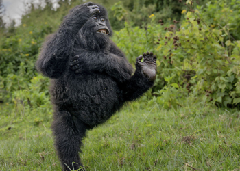 Vincitori Nikon Comedy Wildlife Awards 2025