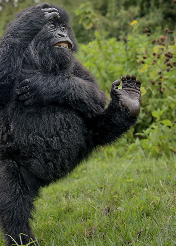 Vincitori Nikon Comedy Wildlife Awards 2025