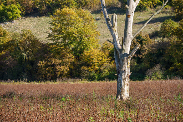 test sigma 20-200mm DG 107mm 160 f8 ISO 100 low