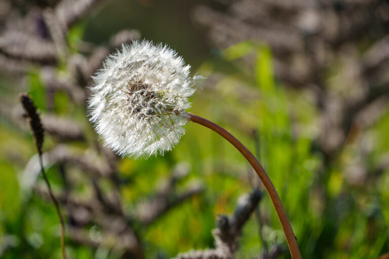 test sigma 20-200mm DG 200mm 200 f10 ISO 100 low