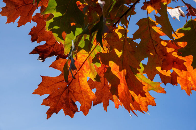 test sigma 20-200mm DG 65mm 200 f16 ISO 250 low