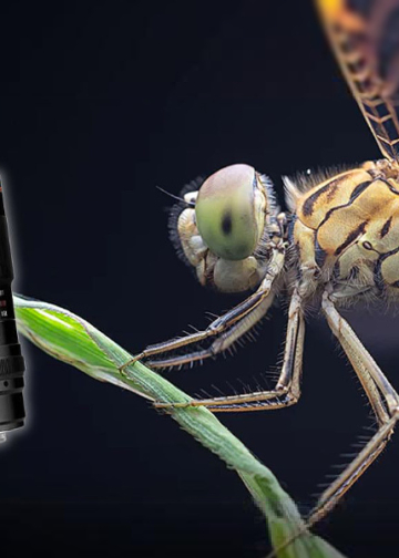 Il Brightin Star MF 60mm f/2.8 II 2X Macro si propone come alternativa economica per la fotografia ravvicinata, con rapporto di riproduzione 2:1. - Evidenza