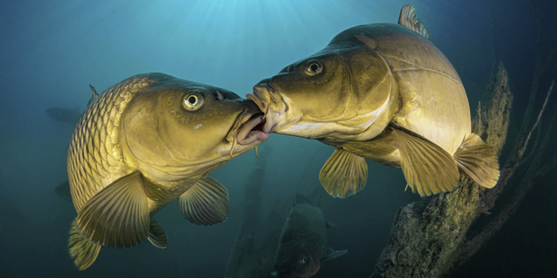 GDT European Wildlife Photographer of the Year 2026