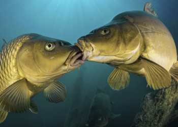 GDT European Wildlife Photographer of the Year 2026