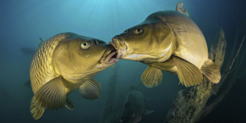 GDT European Wildlife Photographer of the Year 2026