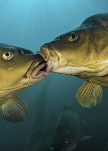 GDT European Wildlife Photographer of the Year 2026