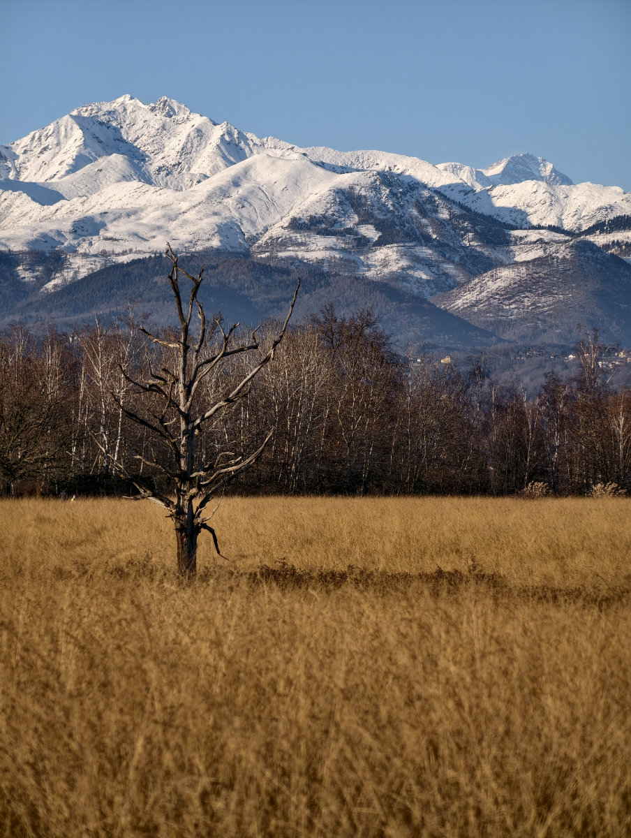La Riserva Naturale delle Baragge (Candelo - BI) ha messo in mostra le ottime doti fotografiche di Vivo X300 Pro con il teleconverter Zeiss.