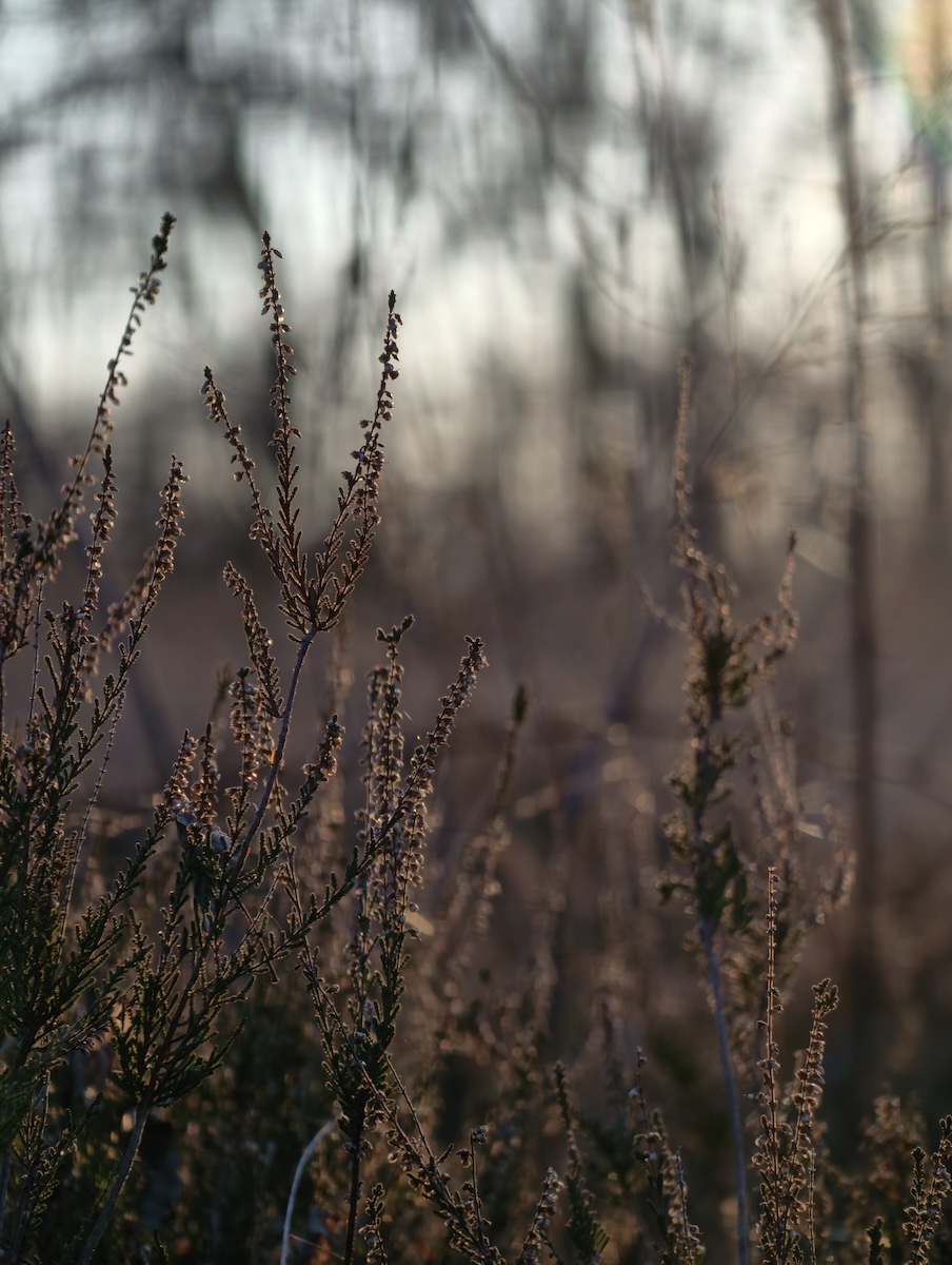 La Riserva Naturale delle Baragge (Candelo - BI) ha messo in mostra le ottime doti fotografiche di Vivo X300 Pro con il teleconverter Zeiss.