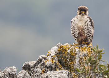 Il paese della biodiversità. Il patrimonio naturale italiano