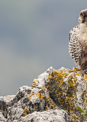 Il paese della biodiversità. Il patrimonio naturale italiano