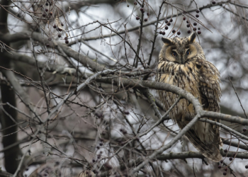 Silvano Paiola gufi Kikinda