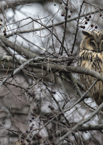 Silvano Paiola gufi Kikinda